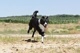BORDER COLLIE 245